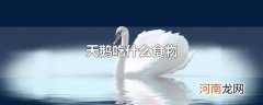 天鹅吃什么食物