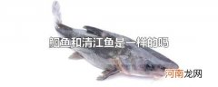 鮰鱼和清江鱼是一样的吗