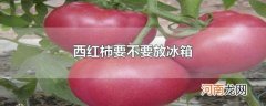 西红柿要不要放冰箱