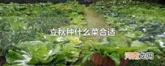 立秋种什么菜合适
