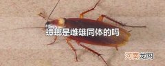 蟑螂是雌雄同体的吗