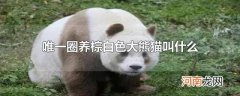唯一圈养棕白色大熊猫叫什么