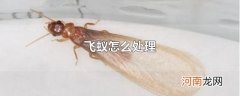 飞蚁怎么处理