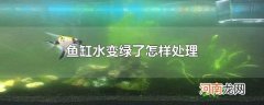 鱼缸水变绿了怎样处理