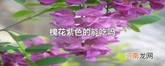 槐花紫色的能吃吗