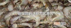 刚买回的活虾怎么弄死