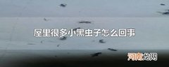 屋里很多小黑虫子怎么回事