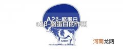 a2β-酪蛋白的作用
