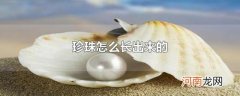 珍珠怎么长出来的