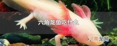 六角龙鱼吃什么