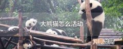 大熊猫怎么活动