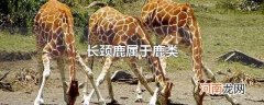 长颈鹿属于鹿类