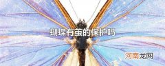 蝴蝶有茧的保护吗