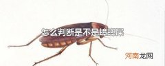 怎么判断是不是蟑螂屎