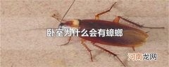 卧室为什么会有蟑螂