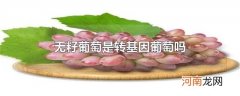 无籽葡萄是转基因葡萄吗