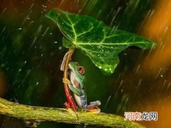下雨天青蛙为什么会一直叫不停