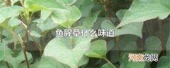 鱼腥草什么味道