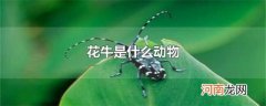 花牛是什么动物