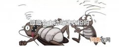 蟑螂会主动吃洗衣粉吗