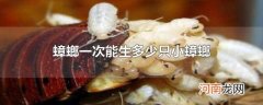 蟑螂一次能生多少只小蟑螂