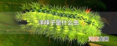 洋辣子是什么虫