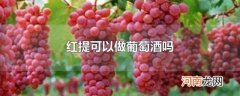 红提可以做葡萄酒吗