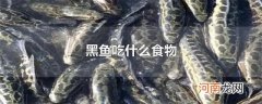 黑鱼吃什么食物