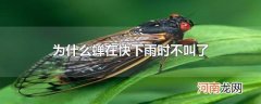 为什么蝉在快下雨时不叫了