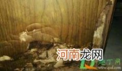 木门烂了怎么补救