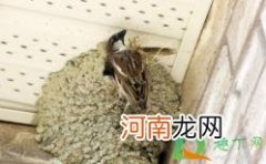 麻雀要在阳台做窝怎么赶