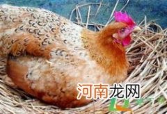 新鲜鸡蛋外壳脏怎么搞