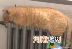 拆一组暖气片多少钱