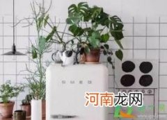 冰箱上放什么植物好