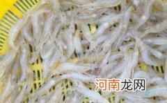 脊尾白虾是海虾吗