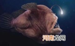 安康鱼怎么做好吃还简单