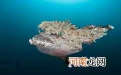 安康鱼可以生吃吗