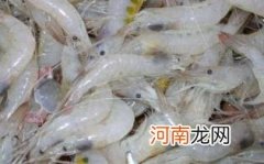 白虾的营养价值及功效