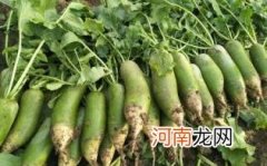 沙窝萝卜吃多了有什么坏处