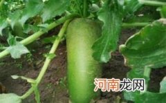 沙窝萝卜甜不甜