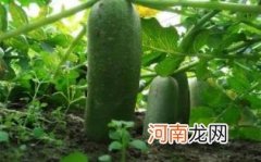 沙窝萝卜几月份上市