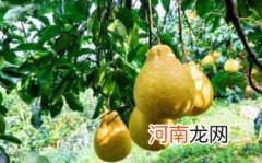 沙田柚的营养价值