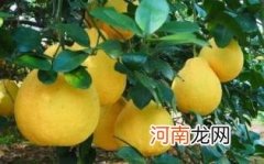 蜜柚和沙田柚的区别是什么