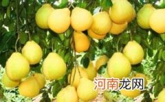 沙田柚什么时候成熟