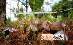 鸡枞菌可以人工种植吗