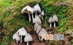 鸡枞采摘技术