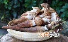 鸡枞菌为什么那么贵