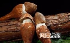 鸡枞菌的别名有哪些