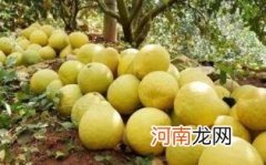 冰糖柚和沙田柚的区别