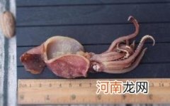 海兔鱼有什么营养价值呢
